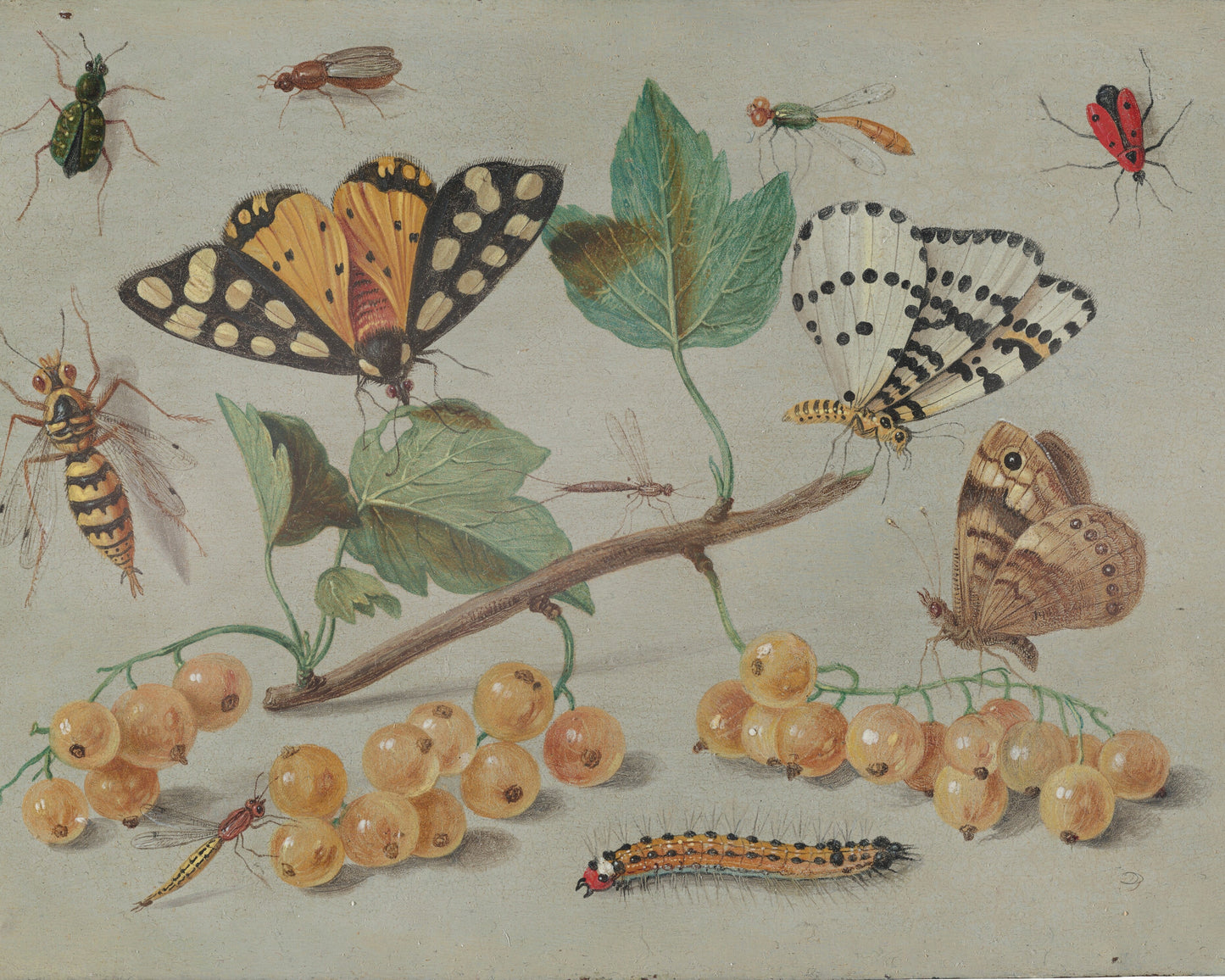 Insects Study Giclée Art Print