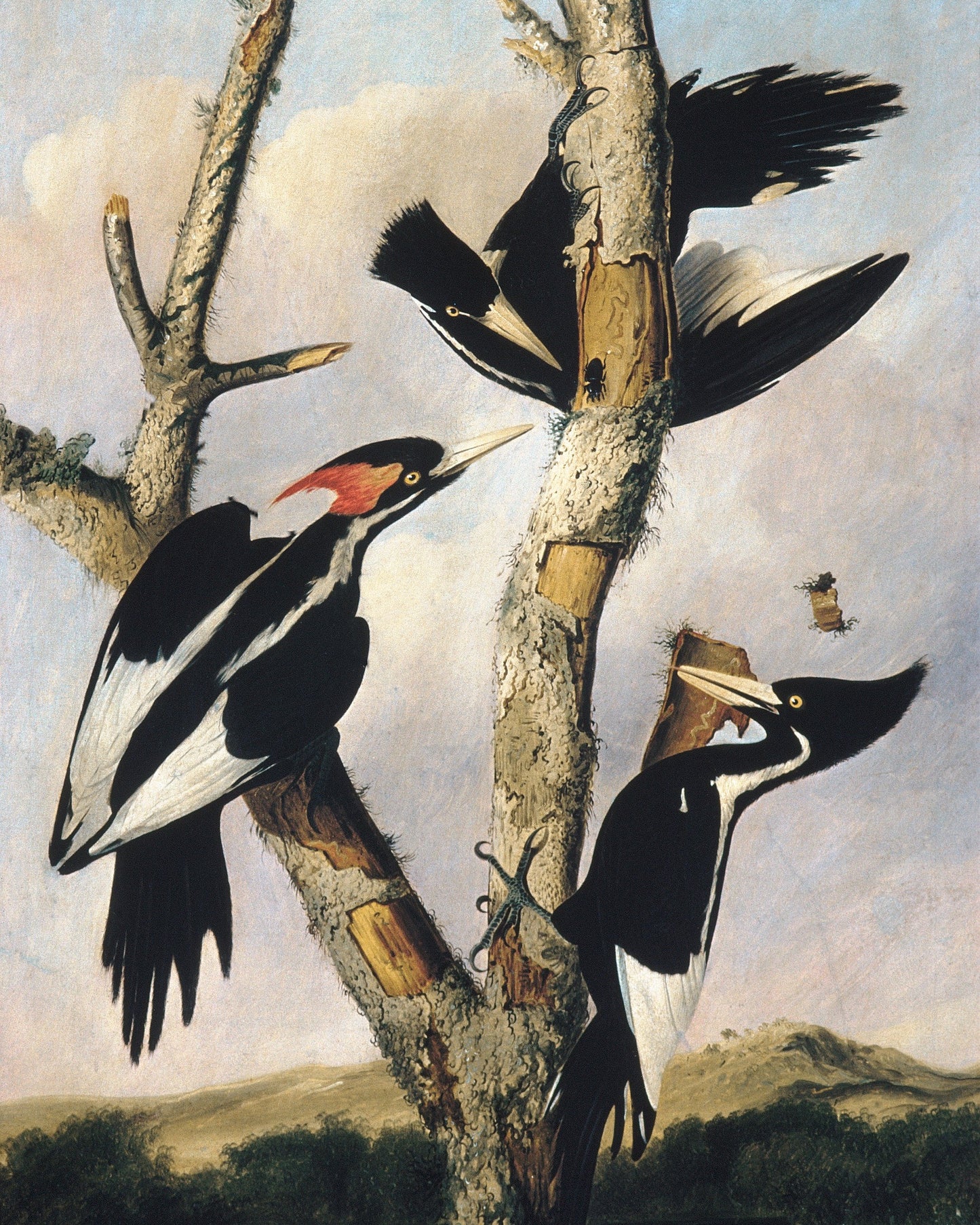 Three woodpeckers perched on a branch with a natural landscape background