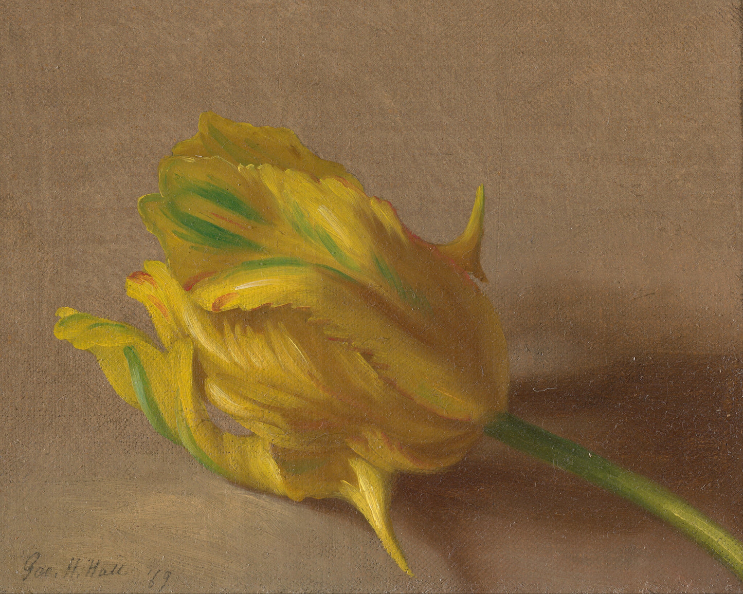 Tulip Giclée Art Print