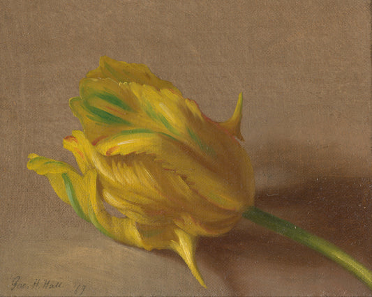 Tulip Giclée Art Print