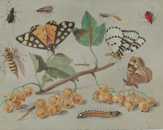 Insects Study Giclée Art Print